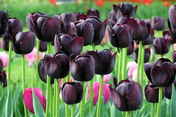 Черные тюльпаны - картинки, фото