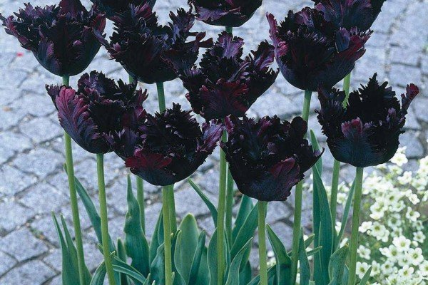 Черные тюльпаны - картинки, фото
