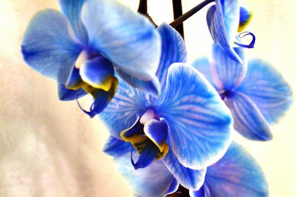 Синяя орхидеи - фото, картинки