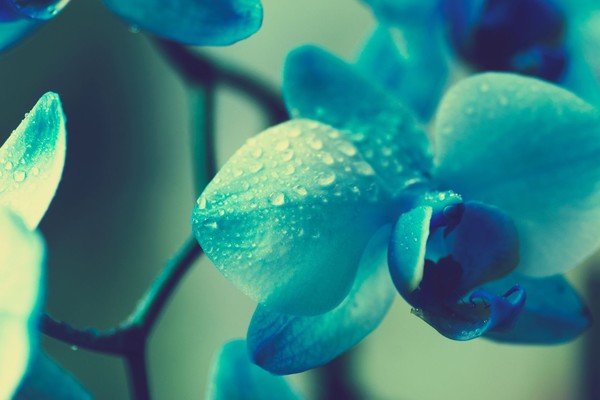 Синяя орхидеи - фото, картинки