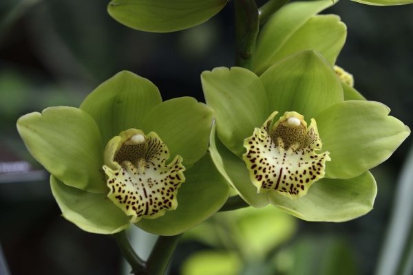 Зеленая орхидея - картинки, фото