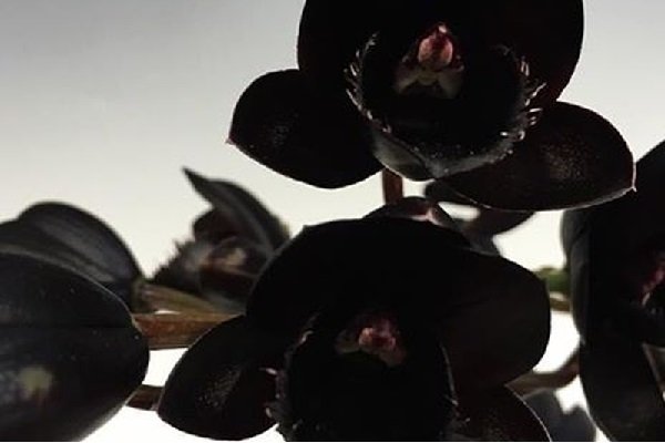 Черная орхидея на рабочий стол