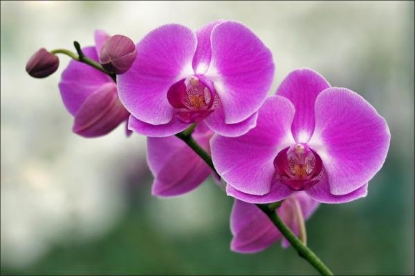 Орхидея фиолетовая (фото, картинки)