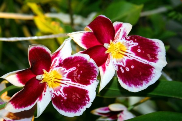 Красная орхидея фото