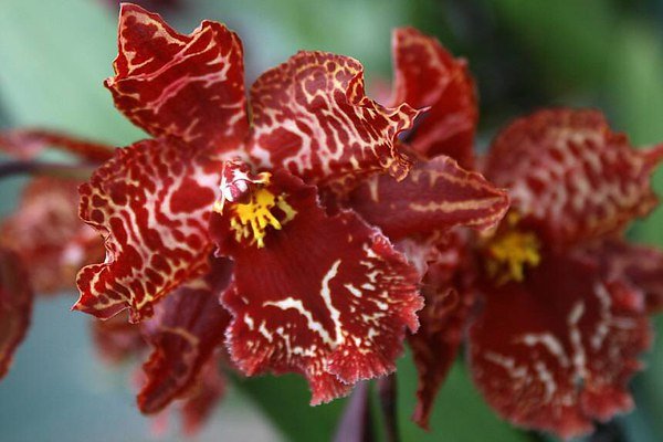 Красная орхидея фото