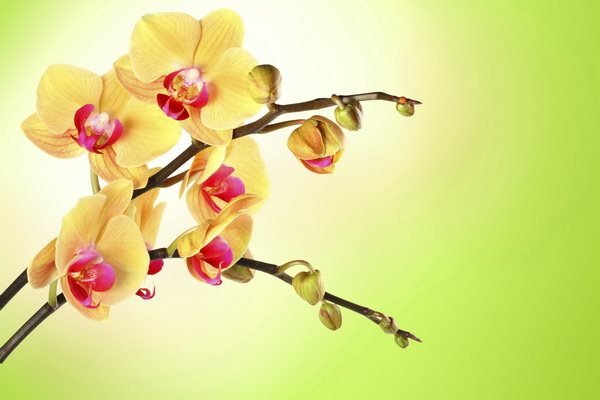 Желтая орхидея (картинки, фото)