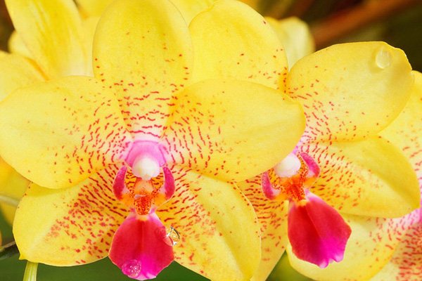 Желтая орхидея (картинки, фото)