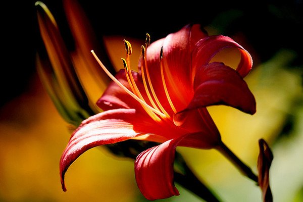 Красная лилия - картинки, фото