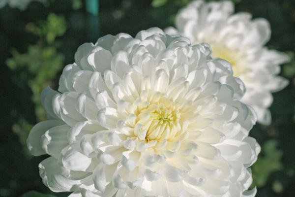 Хризантемы белые - картинки