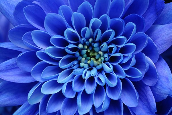 Цветы синие астры - картинки, фото