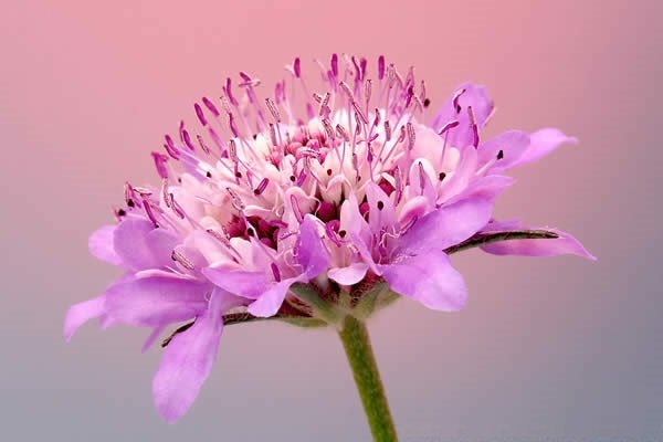 Цветок скабиоза - картинки, фото