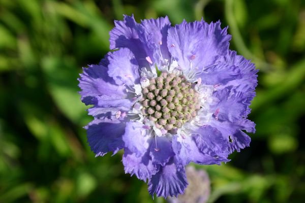 Цветок скабиоза - картинки, фото