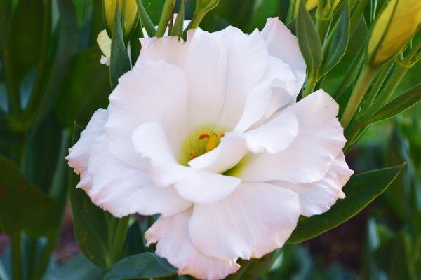 Цветок эустома белая - картинки, фото