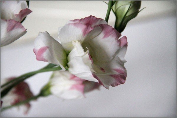 Цветок эустома белая - картинки, фото