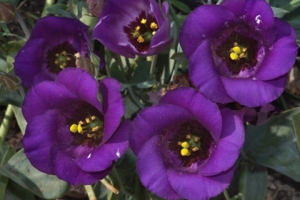 Цветок эустома фиолетовая - картинки, фото