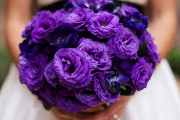 Цветок эустома фиолетовая - картинки, фото