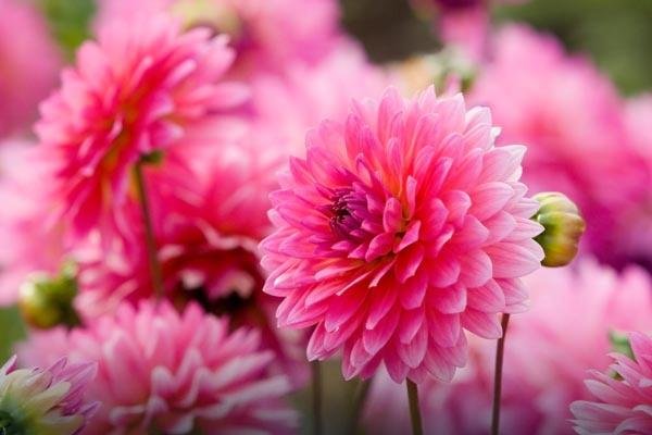 Хризантемы розовые - картинки, фото