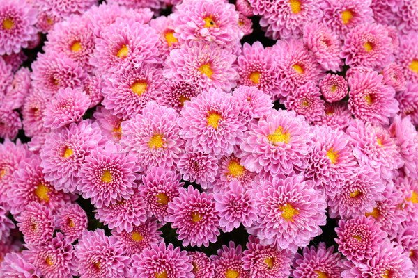 Хризантемы розовые - картинки, фото