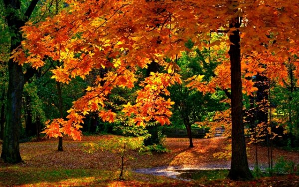 Природа осенью фото