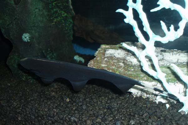 Аквариумная рыбка чёрный нож на рабочий стол