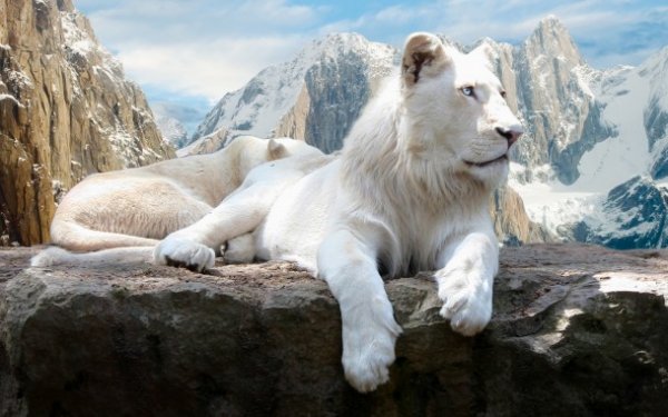 Белый лев фото на рабочий стол