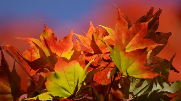 Осенние листья картинки для рабочего стола